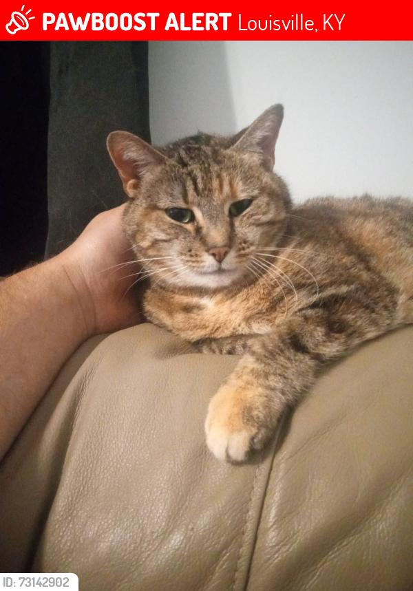 Lost Female Cat last seen Del Park Terrace and South 37th street. Shawnee Community center., Louisville, KY 40211