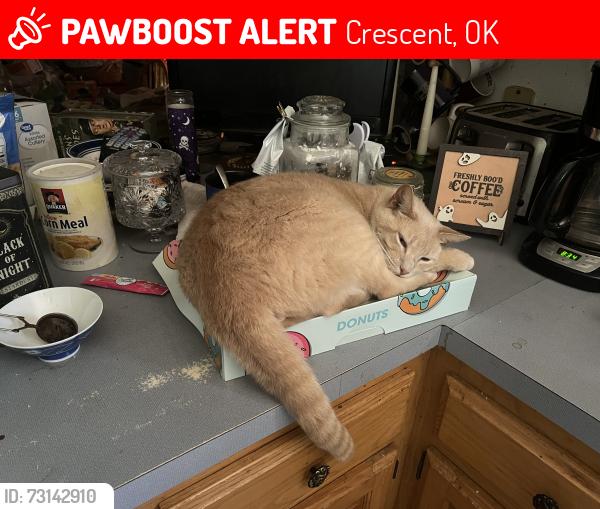 Lost Male Cat last seen Sanderson and Oak, Crescent, OK 73028