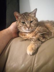 Lost Female Cat last seen Del Park Terrace and South 37th street. Shawnee Community center., Louisville, KY 40211