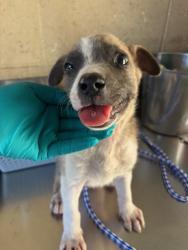 Shelter Stray Female Dog last seen Near BLK UNION AVE, BAKERSFIELD, CA, 201 S Mt Vernon Ave, Bakersfield, CA 93307, USA
