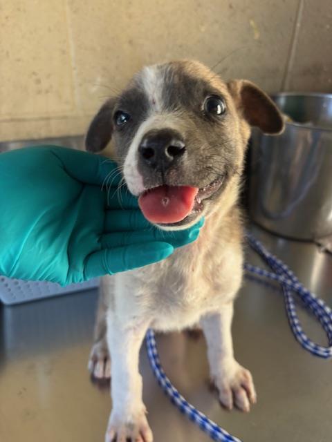 Shelter Stray Female Dog last seen Near BLK UNION AVE, BAKERSFIELD, CA, 201 S Mt Vernon Ave, Bakersfield, CA 93307, USA