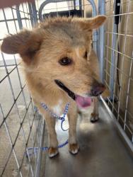 Shelter Stray Male Dog last seen Near BLK S UNION AVE, BAKERSFIELD, CA, 201 S Mt Vernon Ave, Bakersfield, CA 93307, USA