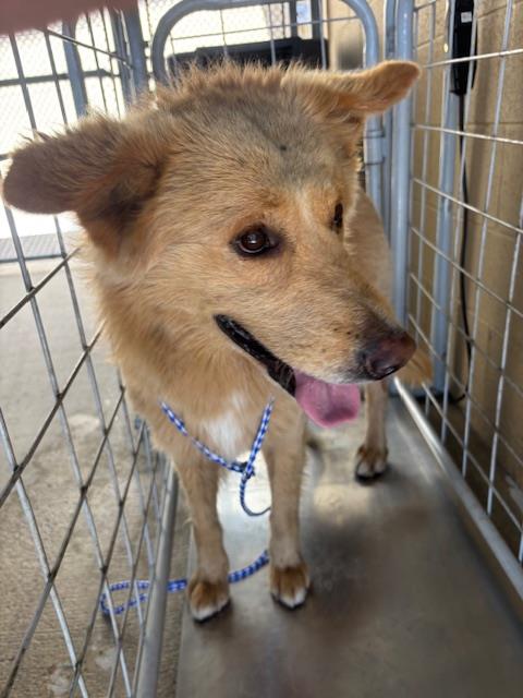 Shelter Stray Male Dog last seen Near BLK S UNION AVE, BAKERSFIELD, CA, 201 S Mt Vernon Ave, Bakersfield, CA 93307, USA