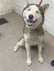 Shelter Stray Male Dog last seen N CALIFORNIA ST, 333 Chandler Pl, San Bernardino, CA 92408, USA