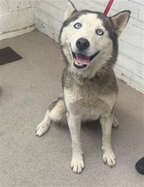 Shelter Stray Male Dog last seen N CALIFORNIA ST, 333 Chandler Pl, San Bernardino, CA 92408, USA