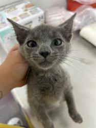 Shelter Stray Female Cat last seen GRICE ST, 1601 Airport Rd, Shelby, NC 28150, USA