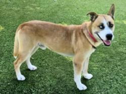 Shelter Stray Male Dog last seen , 14409 Vanowen St, Van Nuys, CA 91405, USA