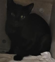 Shelter Stray Female Cat last seen , 14409 Vanowen St, Van Nuys, CA 91405, USA