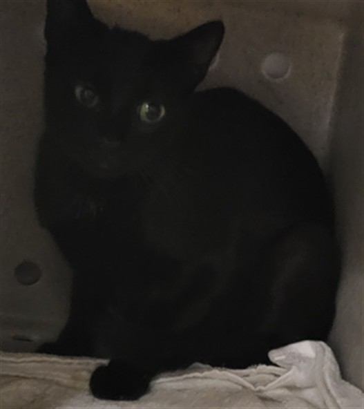 Shelter Stray Female Cat last seen , 14409 Vanowen St, Van Nuys, CA 91405, USA