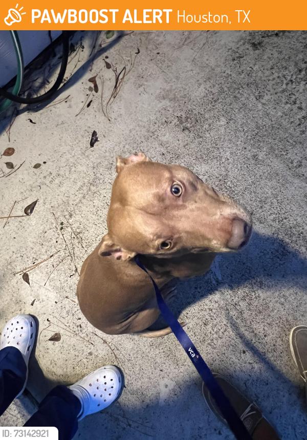 Found/Stray Male Dog last seen Cypresswood and Lakewood Forest dr, Houston, TX 77070
