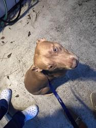 Found/Stray Male Dog last seen Cypresswood and Lakewood Forest dr, Houston, TX 77070