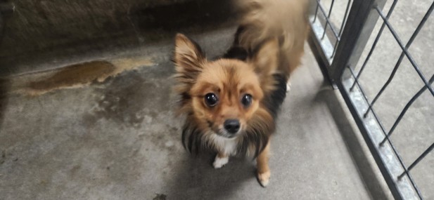 Shelter Stray Female Dog last seen , 11361 W Pico Blvd, Los Angeles, CA 90064, USA