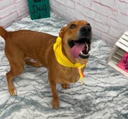 Shelter Stray Female Dog last seen Near BLOCK WILFRED ST, DETROIT MI 48213, 7401 Chrysler Dr, Detroit, MI 48211, USA