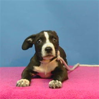 Shelter Stray Male Dog last seen , 216 W Victoria St, Gardena, CA 90248, USA