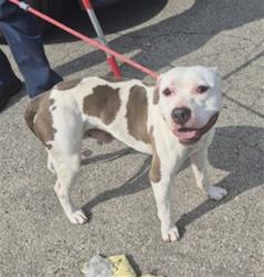 Shelter Stray Male Dog last seen Near BLOCK LILLIBRIDGE ST, DETROIT, MI 48214, 7401 Chrysler Dr, Detroit, MI 48211, USA