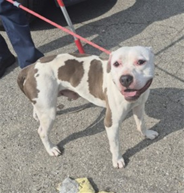 Shelter Stray Male Dog last seen Near BLOCK LILLIBRIDGE ST, DETROIT, MI 48214, 7401 Chrysler Dr, Detroit, MI 48211, USA