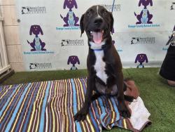 Shelter Stray Male Dog last seen , 2769 Conroy Rd, Orlando, FL 32839, USA