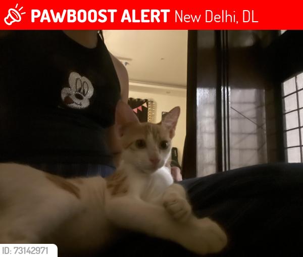 Lost Male Cat last seen Near veer ji malai chaap gali street number 7 chhatarpur enclave phase 2, New Delhi, DL 110074