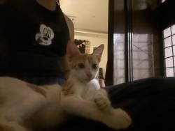 Lost Male Cat last seen Near veer ji malai chaap gali street number 7 chhatarpur enclave phase 2, New Delhi, DL 110074
