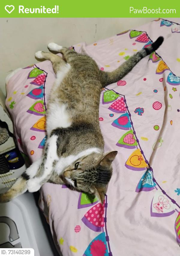 Reunited Male Cat last seen Lemon grove church street, Lemon Grove, CA 91945