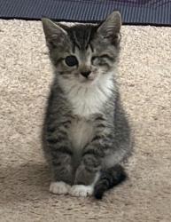 Shelter Stray Female Cat last seen CHARLOTTE, 8315 Byrum Dr, Charlotte, NC 28217, USA