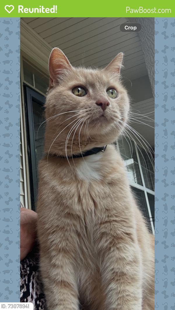 Reunited Male Cat last seen Middlebelt and Pennsylvania, Romulus, MI 48174