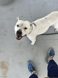 Shelter Stray Female Dog last seen CHARLOTTE, 8315 Byrum Dr, Charlotte, NC 28217, USA