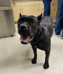 Shelter Stray Female Dog last seen JURUPA RD AND VAN BUREN BLVD, JV, CA, 6851 Van Buren Boulevard, Jurupa Valley, CA 92509, USA