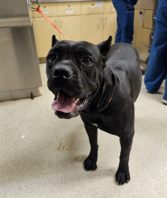 Shelter Stray Female Dog last seen JURUPA RD AND VAN BUREN BLVD, JV, CA, 6851 Van Buren Boulevard, Jurupa Valley, CA 92509, USA
