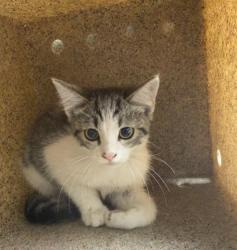 Shelter Stray Female Cat last seen Near BLOCK MARKET ST, RIVERSIDE, CA, 6851 Van Buren Boulevard, Jurupa Valley, CA 92509, USA