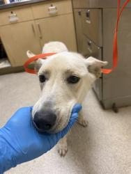 Shelter Stray Female Dog last seen Near BLOCK NUTHATCH ST, PERRIS, CA, 6851 Van Buren Boulevard, Jurupa Valley, CA 92509, USA