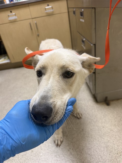 Shelter Stray Female Dog last seen Near BLOCK NUTHATCH ST, PERRIS, CA, 6851 Van Buren Boulevard, Jurupa Valley, CA 92509, USA