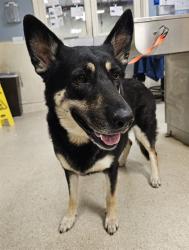 Shelter Stray Female Dog last seen Near BLOCK CANTERBURY RD, RIVERSIDE CA 92504, 6851 Van Buren Boulevard, Jurupa Valley, CA 92509, USA