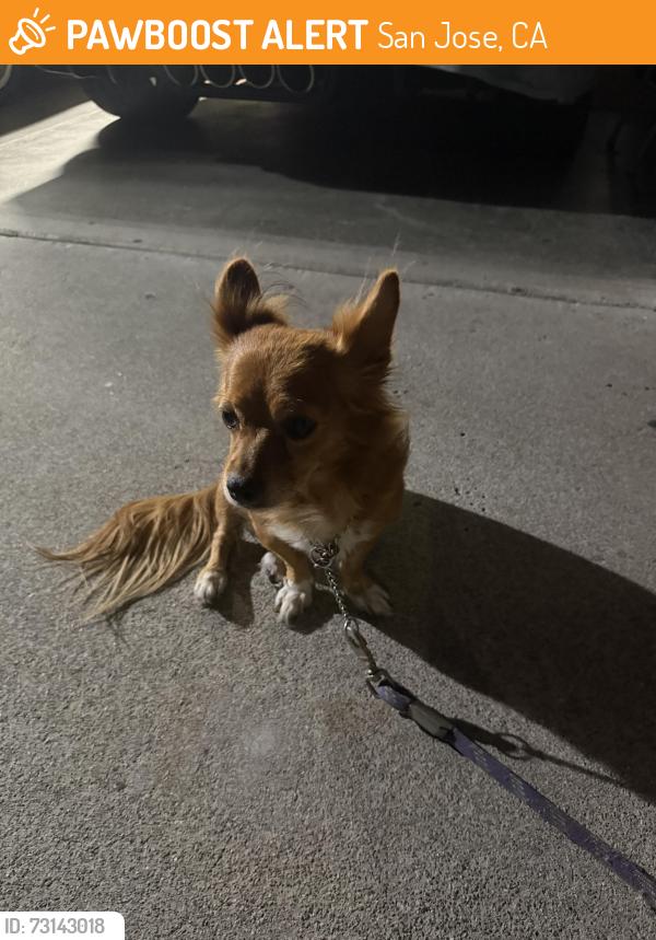 Found/Stray Female Dog last seen Barlow ave. Leeward drive, San Jose, CA 95122