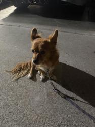 Found/Stray Female Dog last seen Barlow ave. Leeward drive, San Jose, CA 95122