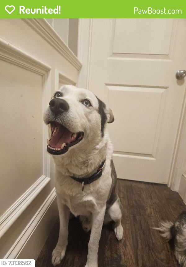 Reunited Male Dog last seen Osborne st and Laurel Canyon Blvd near a Target, Los Angeles, CA 91331
