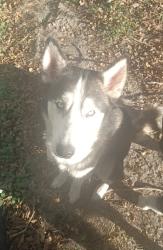 Reunited Male Dog last seen Ocala Police Department, Ocala, FL 34475