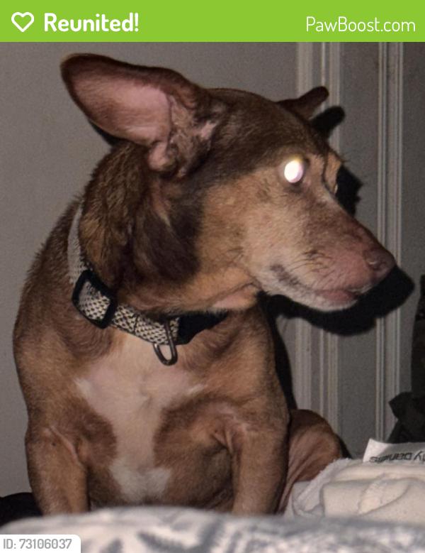 Reunited Male Dog last seen Walker Mountain Store, Rome, GA 30161