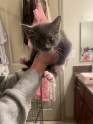 Reunited Unknown Cat last seen San Antonio, TX 78238, USA, San Antonio, TX 78238
