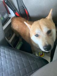Reunited Unknown Dog last seen Port St. Lucie, Port St. Lucie, FL 34986