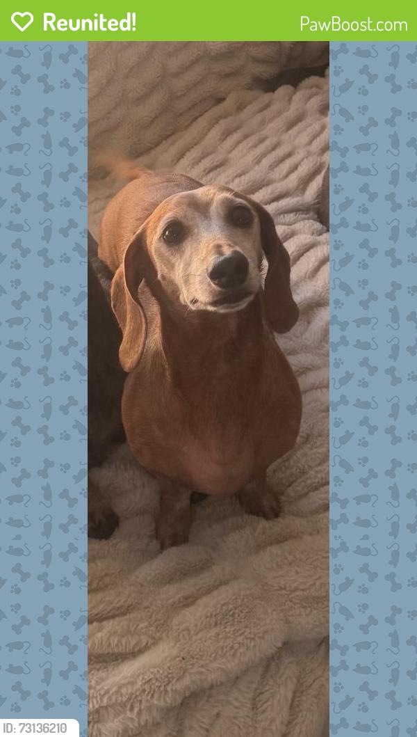 Reunited Male Dog last seen Near Carter Ave, Venice, CA 90292, USA, Los Angeles, CA 90292