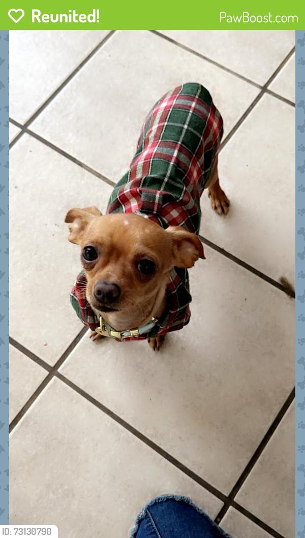 Reunited Male Dog last seen Near N San Horacio Ave, San Antonio, TX 78228, USA, San Antonio, TX 78228