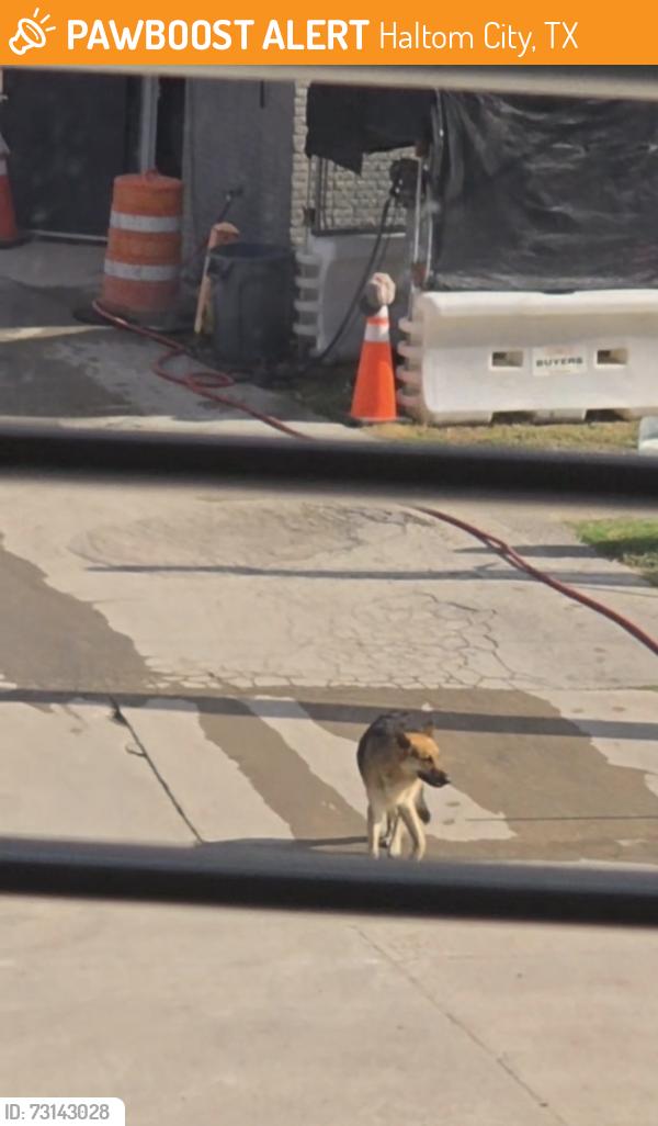 Found/Stray Male Dog last seen Eden and Carson st, Haltom City, TX 76117