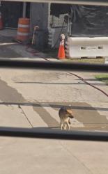 Found/Stray Male Dog last seen Eden and Carson st, Haltom City, TX 76117