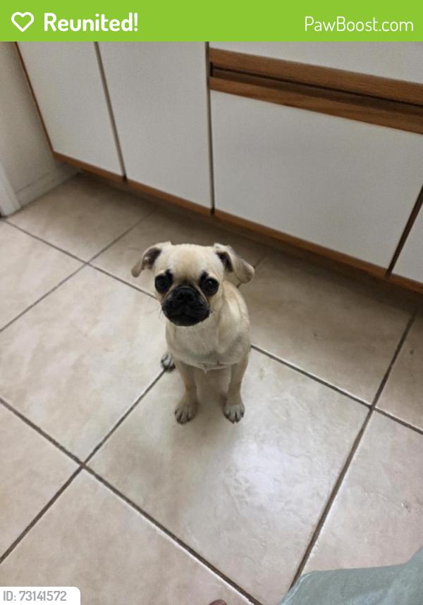 Reunited Unknown Dog last seen City Lights ests, Sunrise Manor, NV 89156