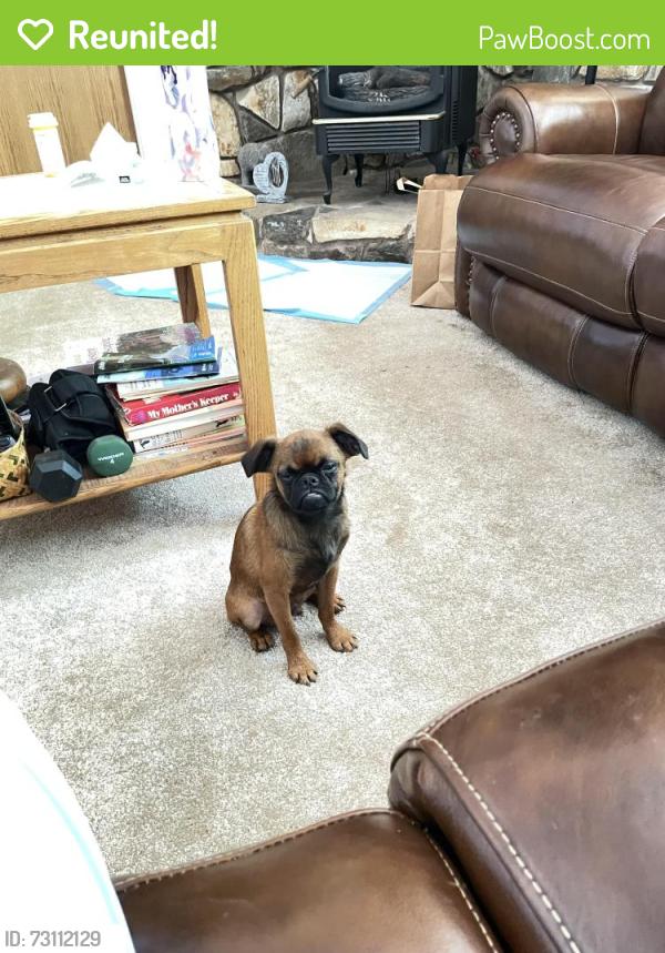 Reunited Male Dog last seen Rainbow Dr, Grass Valley, CA 95949