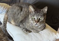 Reunited Male Cat last seen La Cuarta & Friends, Whittier, CA 90602