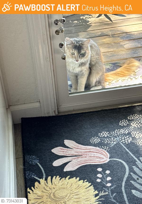 Found/Stray Unknown Cat last seen Greenback, Citrus Heights, CA 95621
