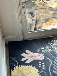 Found/Stray Unknown Cat last seen Greenback, Citrus Heights, CA 95621