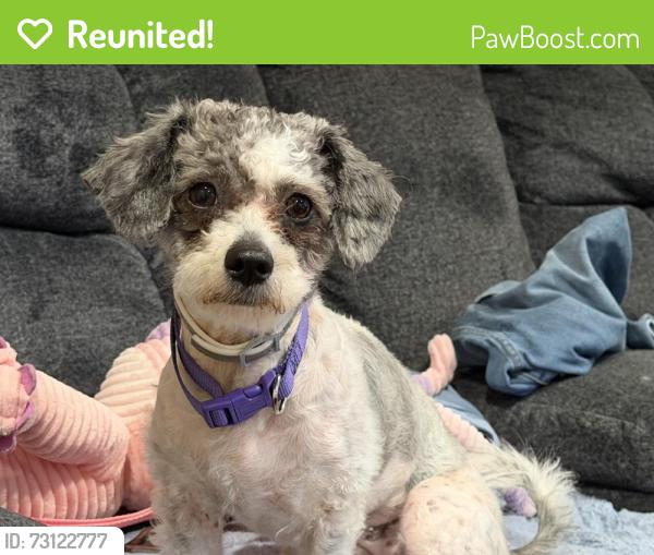 Reunited Female Dog last seen Dellwood, MO, USA, Dellwood, MO 63135